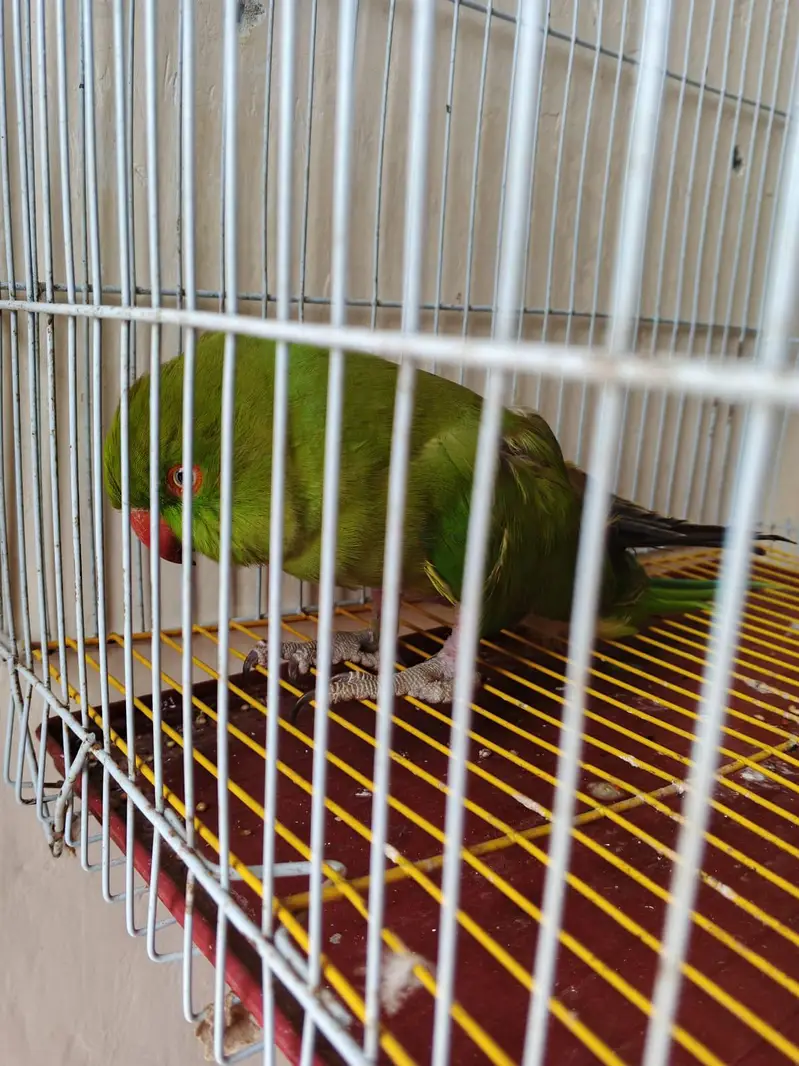 no hand theme bolane wali parrots — photo 4
