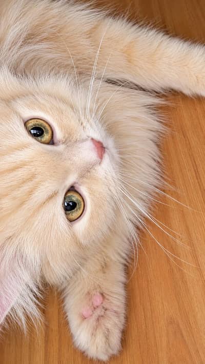 Beautiful Golden/Cream Persian Female Cat for Sale