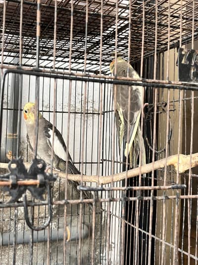 Ready To Breed Grey Cockatiel Bonded Pair