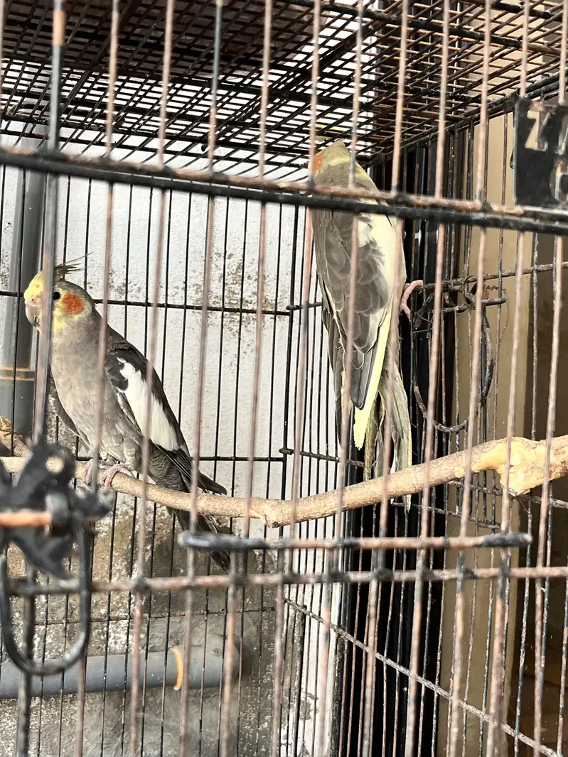 Ready To Breed Grey Cockatiel Bonded Pair — photo 2