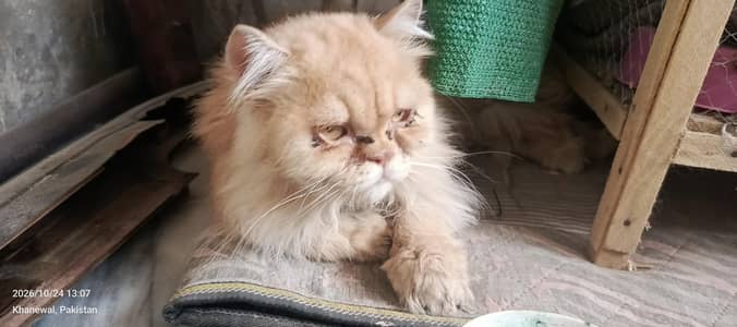 Persian long coat male cat for sale 03/29/96/16/739 nmbr