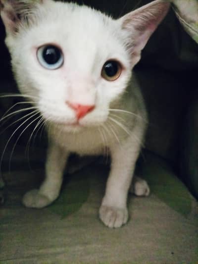 Cat With 2 Kitten For Sale