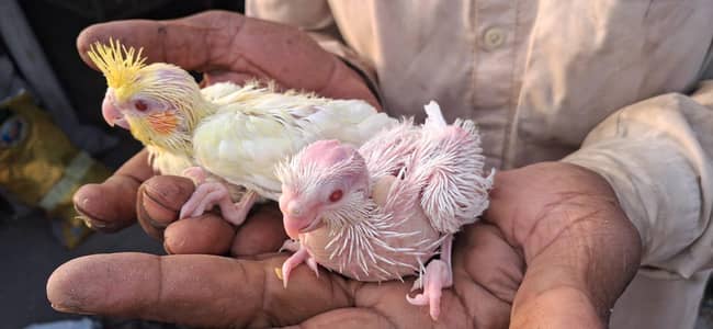 cocktail chick