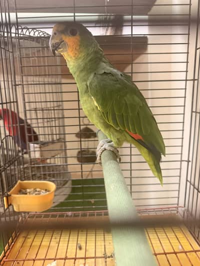 Amazon parrot full active