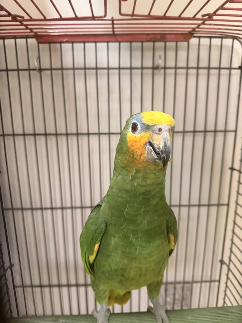 Amazon parrot full active 1
