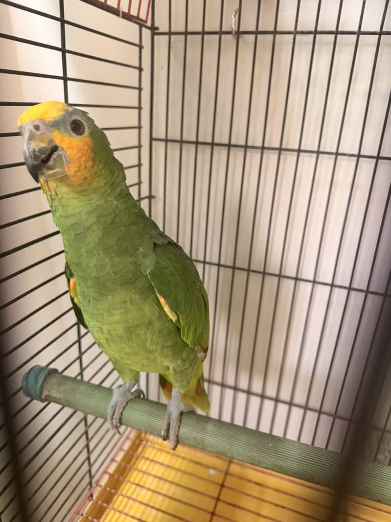Amazon parrot full active 2