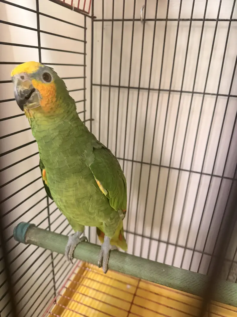 Amazon parrot full active — photo 3