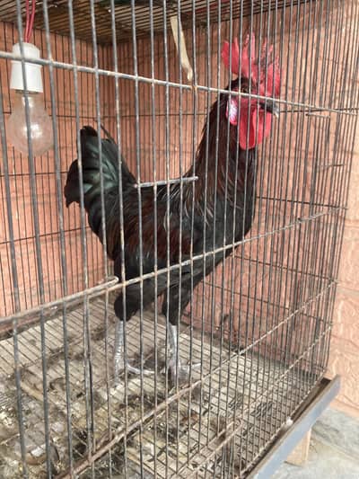 Misri breeder murga