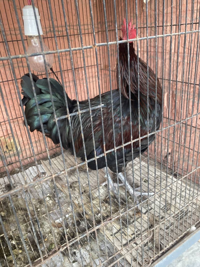 Misri breeder murga 1