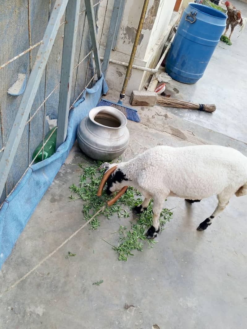 chakki wala Dumba 1