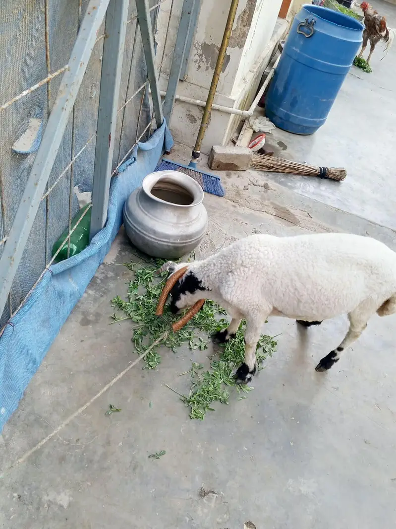 chakki wala Dumba — photo 2
