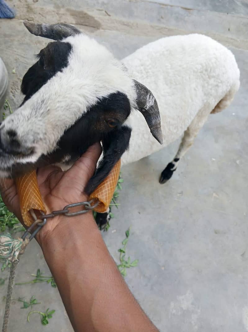 chakki wala Dumba 2
