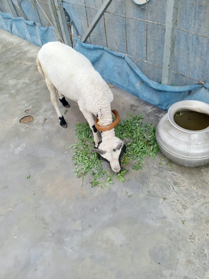chakki wala Dumba — photo 4
