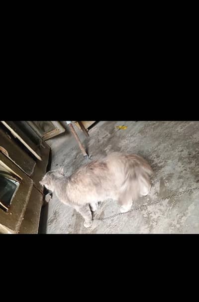 Silver Grey آنکھیں