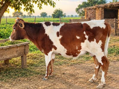 Heifers for sale