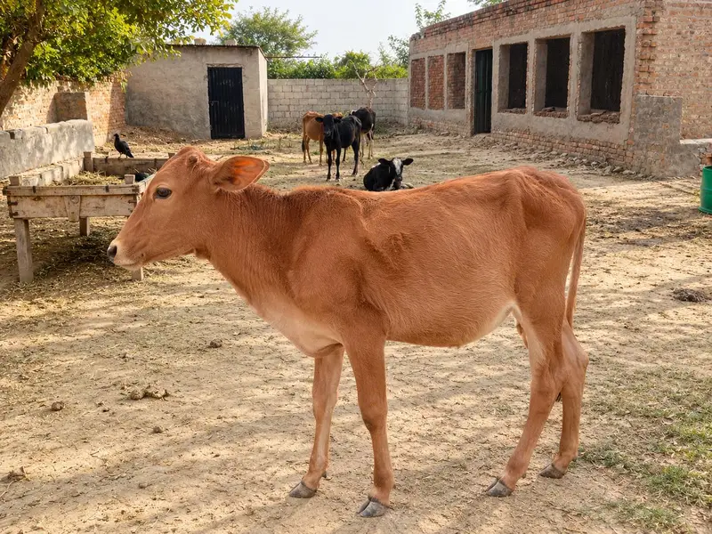 Heifers for sale — photo 2