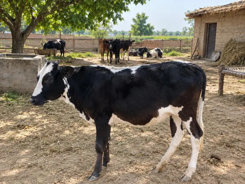 Heifers for sale — photo 3