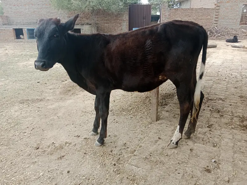 Heifers for sale — photo 4