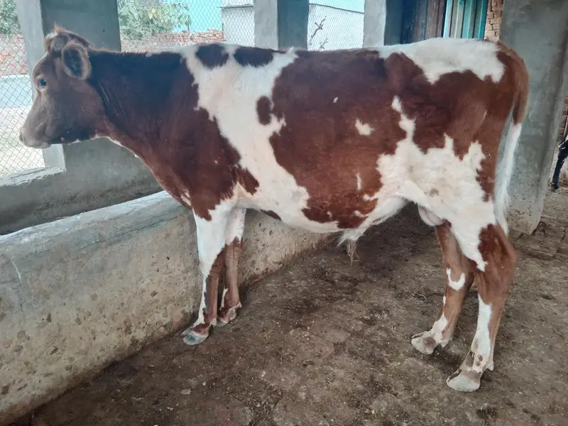 Heifers for sale — photo 6