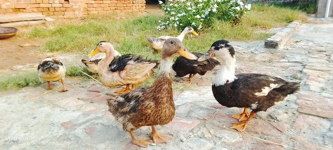 DESI DUCKS looking for a new home