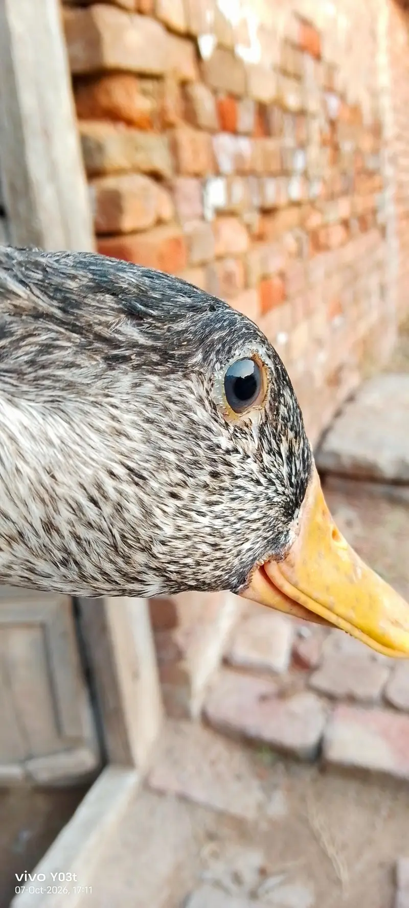 DESI DUCKS looking for a new home — photo 2