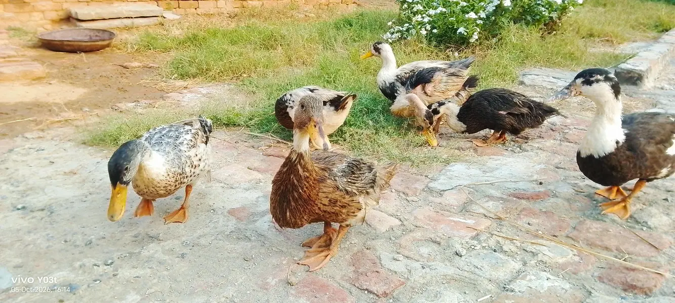 DESI DUCKS looking for a new home — photo 3