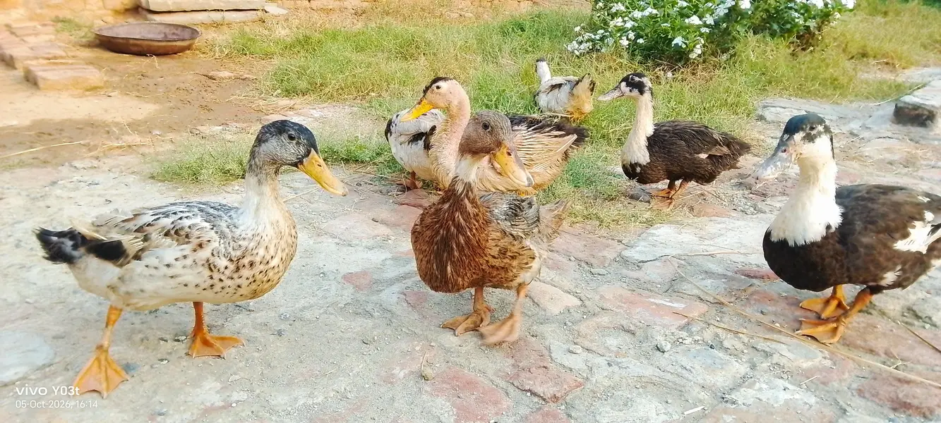 DESI DUCKS looking for a new home — photo 4