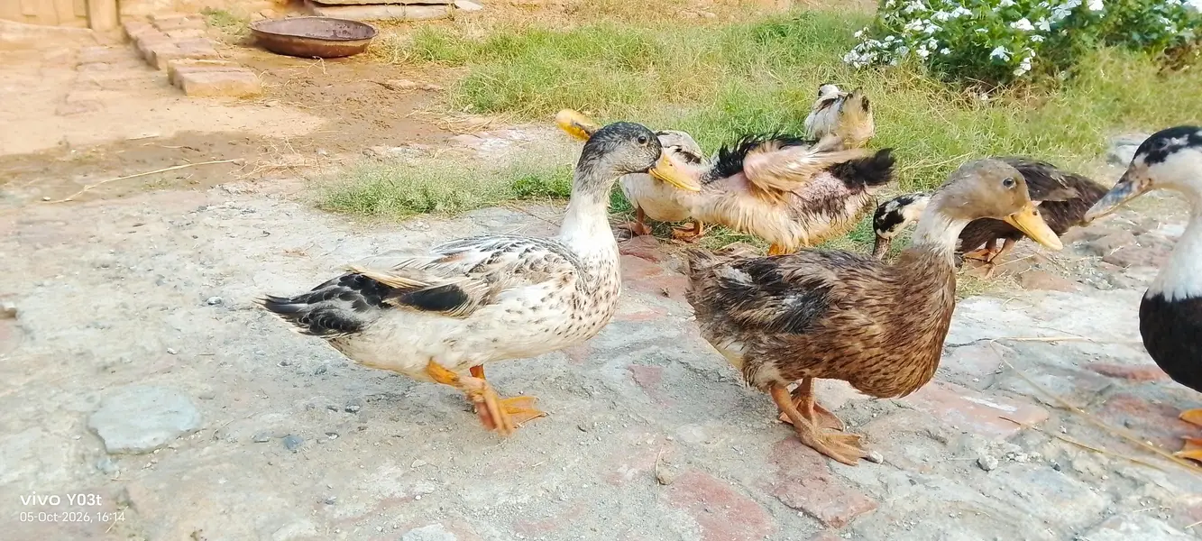 DESI DUCKS looking for a new home — photo 5