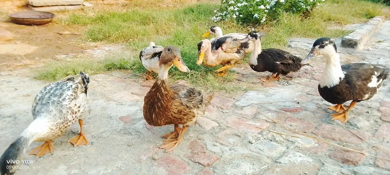 DESI DUCKS looking for a new home — photo 6