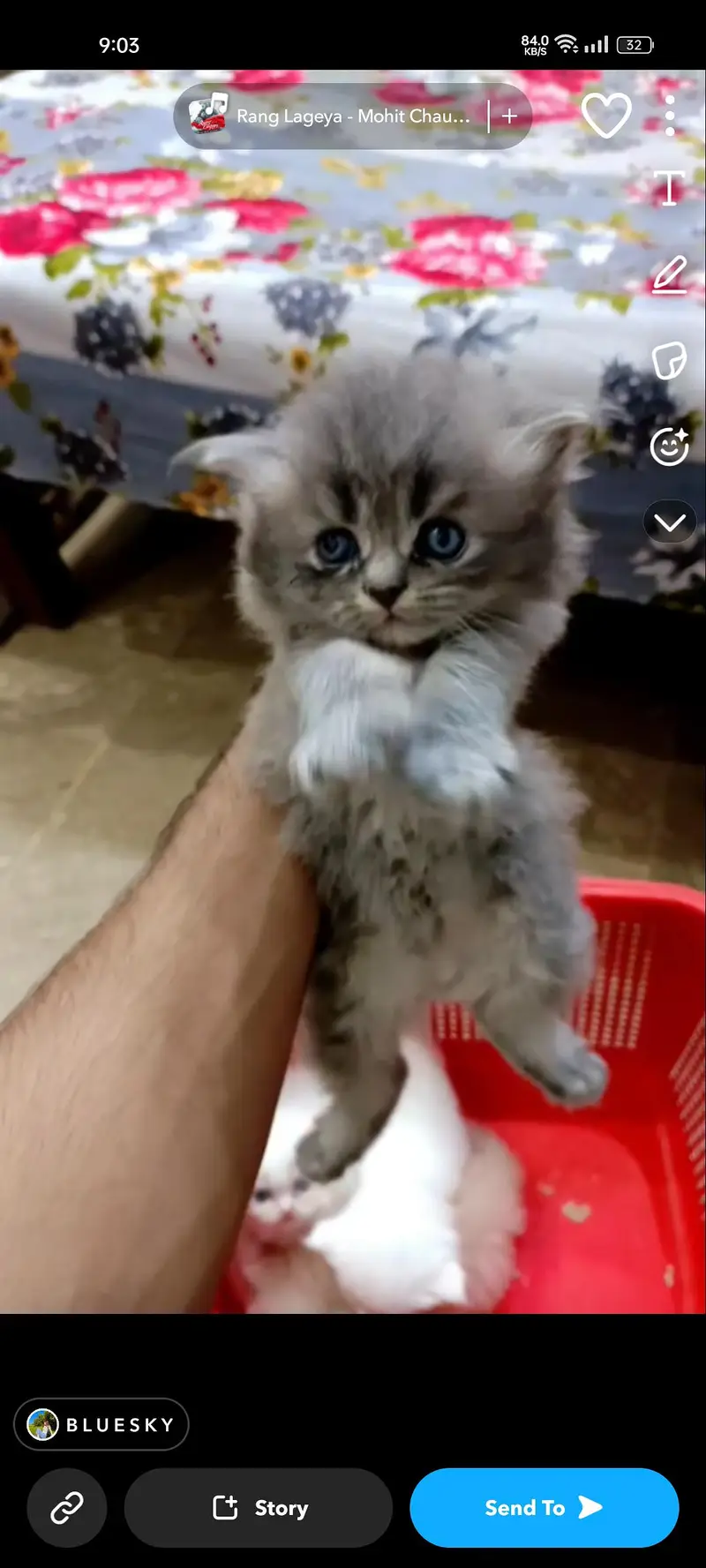 Persian Kitten & Cat Triple Coated — photo 3