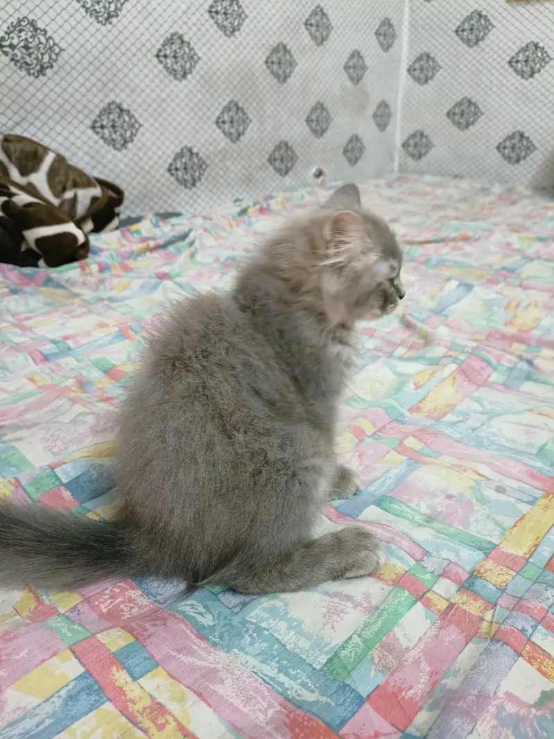Persian Kitten & Cat Triple Coated — photo 4