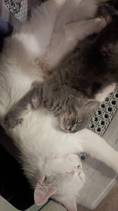 Tripple Coated Persian Kitten & cat