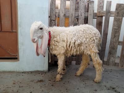 Pure Larkana Dumba (D Face)