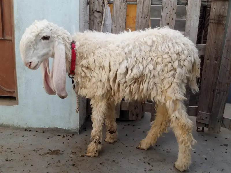 Pure Larkana Dumba (D Face) — photo 2