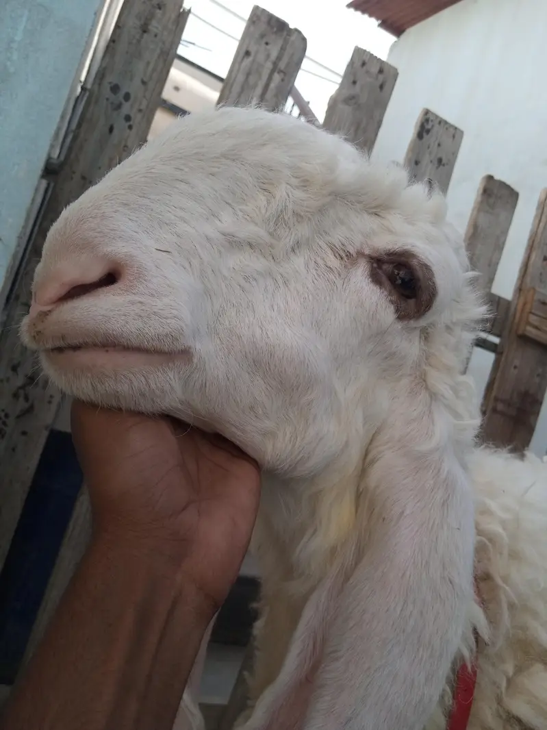 Pure Larkana Dumba (D Face) — photo 3
