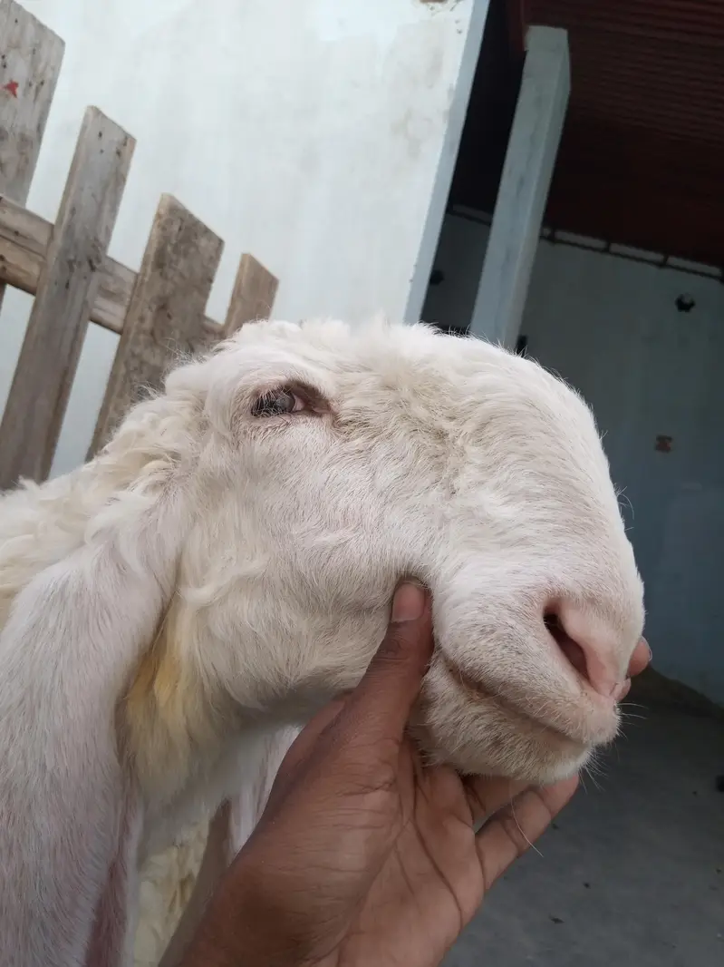 Pure Larkana Dumba (D Face) — photo 4