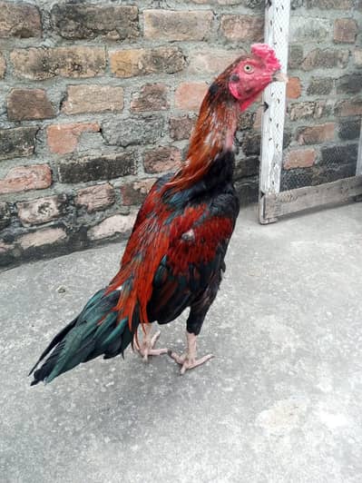 Aseel mainwali lakha patha  for sale 03125493963 W S