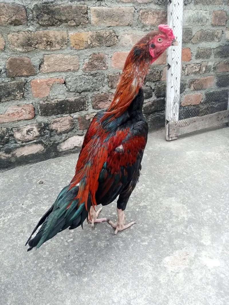 Aseel mainwali lakha patha  for sale 03125493963 W S — photo 2