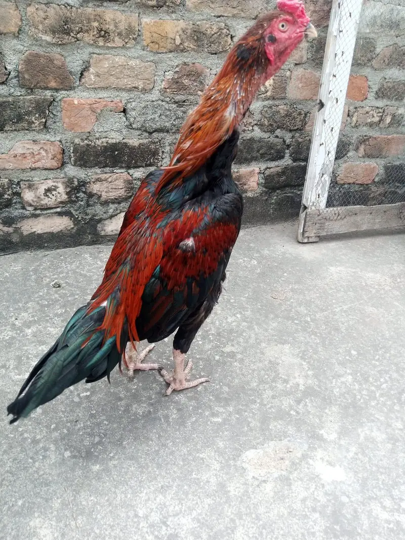 Aseel mainwali lakha patha  for sale 03125493963 W S — photo 3