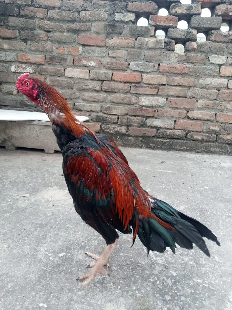 Aseel mainwali lakha patha  for sale 03125493963 W S — photo 4