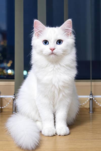Beautiful Persian Cat for Sale – 6 Months Old