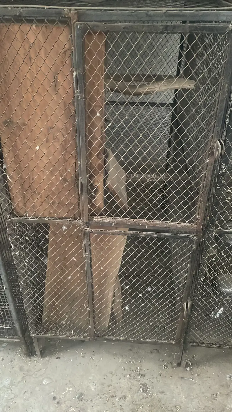 BIRDS CAGES | IRON CAGES | CAGES IN LAHORE | پِنجرا/Pinjara — photo 5
