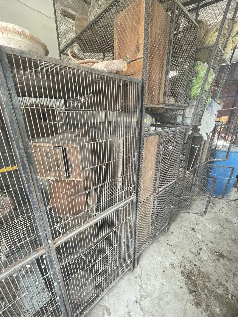 BIRDS CAGES | IRON CAGES | CAGES IN LAHORE | پِنجرا/Pinjara — photo 6