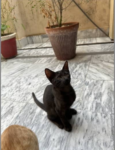 3 months old little stray kitten
