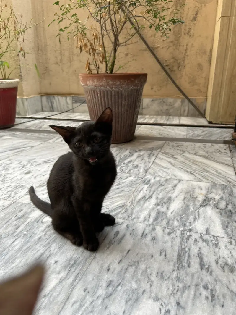 3 months old little stray kitten — photo 2