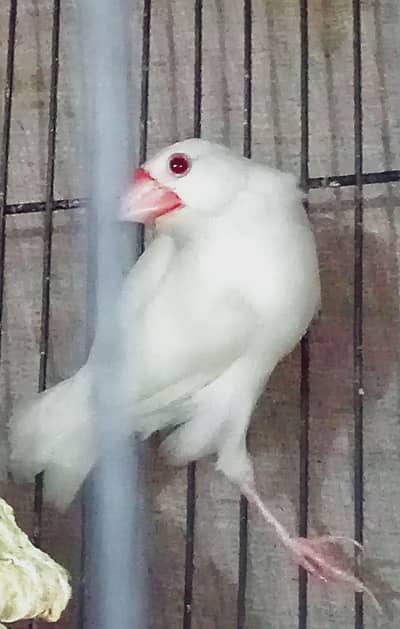 Albino Java Breeder female