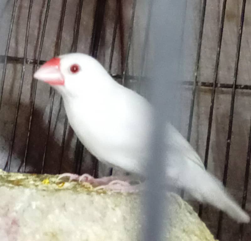 Albino Java Breeder female 1