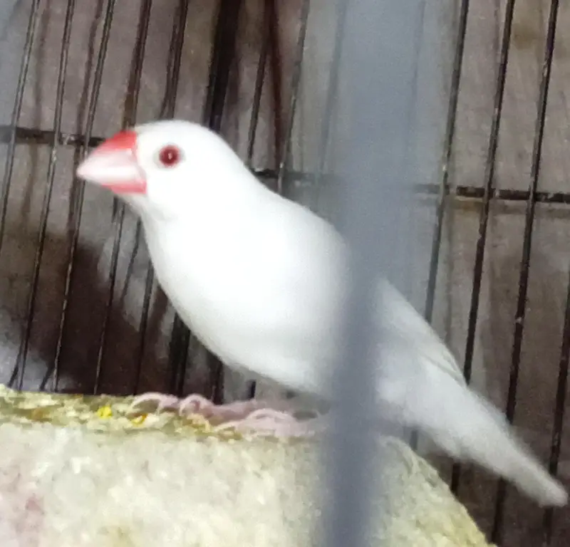Albino Java Breeder female — photo 2