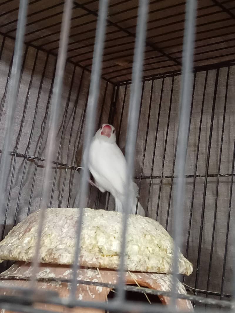 Albino Java Breeder female 2