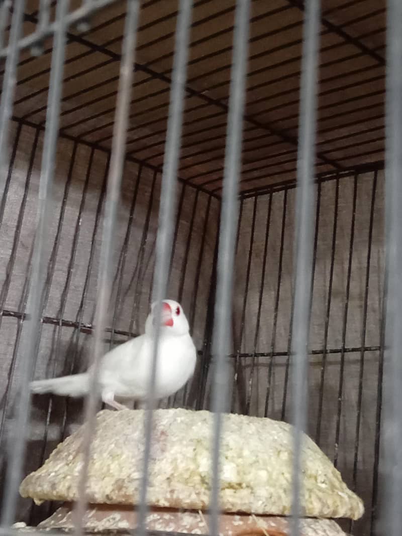Albino Java Breeder female 3